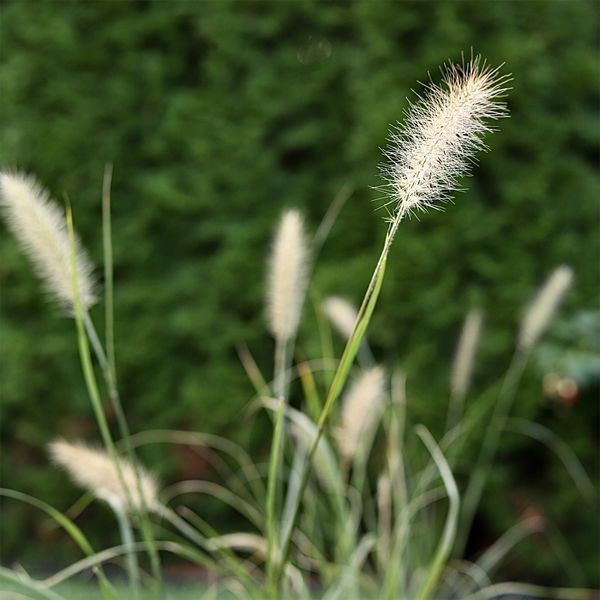 Пенісетум 'Hameln' / Pennisetum alopecuroides 'Hameln' 0087 фото