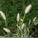 Пенісетум 'Hameln' / Pennisetum alopecuroides 'Hameln' 0087 фото 2