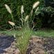 Пенісетум 'Hameln' / Pennisetum alopecuroides 'Hameln' 0087 фото 1