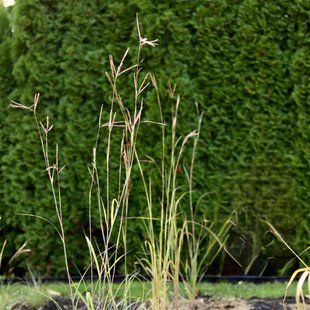 Бородач Жерара / Andropogon gerardii 0096 фото