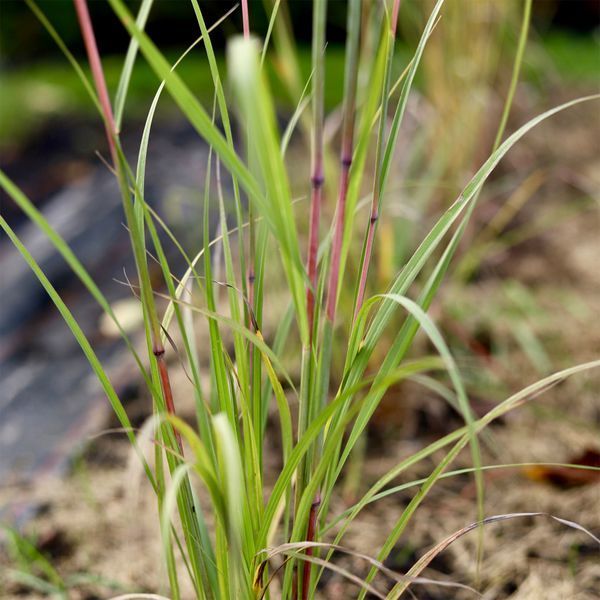 Бородач Жерара / Andropogon gerardii 0096 фото
