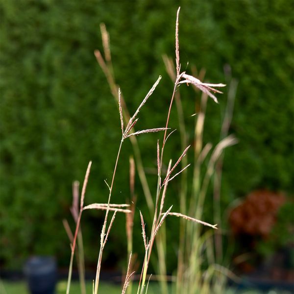Бородач Жерара / Andropogon gerardii 0096 фото