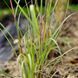 Бородач Жерара / Andropogon gerardii 0096 фото 3