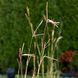Бородач Жерара / Andropogon gerardii 0096 фото 2
