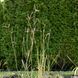 Бородач Жерара / Andropogon gerardii 0096 фото 1