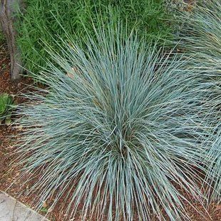 Вівсюнець вічнозелений 'Saphirsprudel' / Helictotrichon sempervirens 'Saphirsprudel' 0098 фото