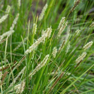 Сеслерія осіння / Sesleria autumnalis 0101 фото