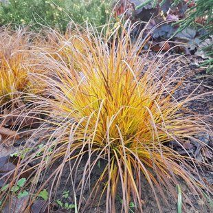 Осока гірська 'Raureif' / Carex montana 'Raureif' 0102 фото