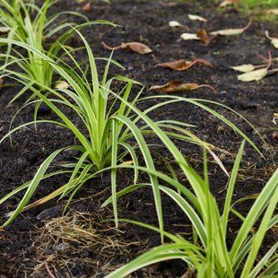 Осока морроу 'Ice Dance' / Carex morrowii 'Ice Dance' 0103 фото