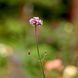 Вербена бонарська / Verbena bonariensis 0006 фото 2