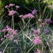 Вербена бонарська / Verbena bonariensis 0006 фото 1