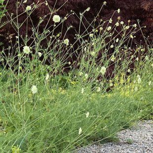 Скабіоза блідо-жовта / Scabiosa ochroleuca 0056 фото