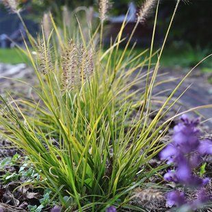 Пенісетум 'Hameln Gold' / Pennisetum alopecuroides 'Hameln Gold' 0088 фото