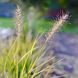 Пенісетум 'Hameln Gold' / Pennisetum alopecuroides 'Hameln Gold' 0088 фото 2