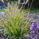 Пенісетум 'Hameln Gold' / Pennisetum alopecuroides 'Hameln Gold' 0088 фото 1