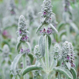Чистець візантійський / Stachys byzantina 0060 фото