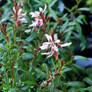 Гаура 'Graceful Light Pink' / Gaura lindheimeri 'Graceful Light Pink' 0013 фото