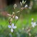 Гаура Ліндхеймера / Gaura lindheimeri 0014 фото 1