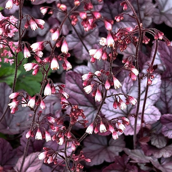 Гейхера 'Silver Scrolls' /Heuchera 'Silver Scrolls' 0015 фото