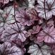 Гейхера 'Silver Scrolls' /Heuchera 'Silver Scrolls' 0015 фото 1