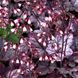 Гейхера 'Silver Scrolls' /Heuchera 'Silver Scrolls' 0015 фото 2