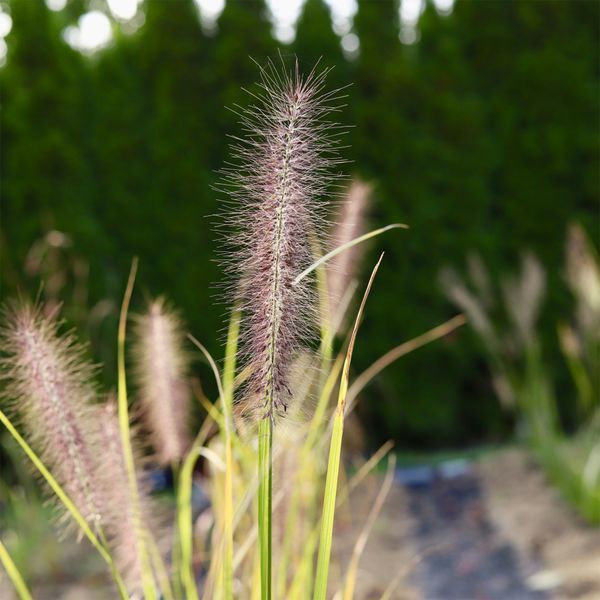 Пенісетум 'Red Head' / Pennisetum alopecuroides 'Red Head' 0089 фото