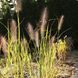 Пенісетум 'Red Head' / Pennisetum alopecuroides 'Red Head' 0089 фото 1