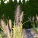 Пенісетум 'Red Head' / Pennisetum alopecuroides 'Red Head' 0089 фото 2