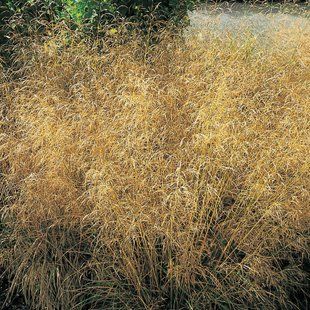 Щучник 'Goldenschleier' / Deschampsia cespitosa 'Goldenschleier' 0068 фото