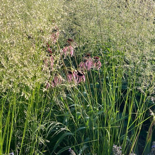 Щучник 'Goldenschleier' / Deschampsia cespitosa 'Goldenschleier' 0068 фото