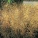 Щучник 'Goldenschleier' / Deschampsia cespitosa 'Goldenschleier' 0068 фото 1