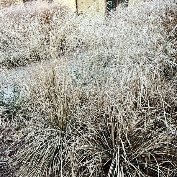 Щучник 'Bronzeschleier' / Deschampsia cespitosa 'Bronzeschleier' 0069 фото