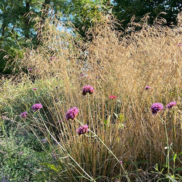 Щучник 'Bronzeschleier' / Deschampsia cespitosa 'Bronzeschleier' 0069 фото
