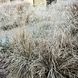 Щучник 'Bronzeschleier' / Deschampsia cespitosa 'Bronzeschleier' 0069 фото 4