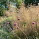 Щучник 'Bronzeschleier' / Deschampsia cespitosa 'Bronzeschleier' 0069 фото 3