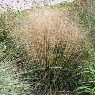 Щучник 'Palava' / Deschampsia cespitosa 'Palava' 0070 фото