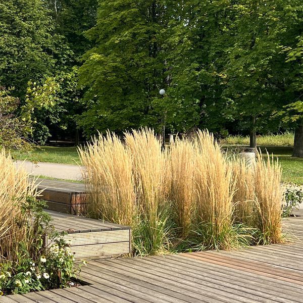 Куничник 'Karl Foerster' / Calamagrostis acutiflora 'Karl Foerster' 0071 фото