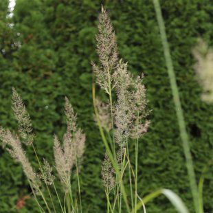 Куничник діамантовий / Calamagrostis brachytricha 0072 фото
