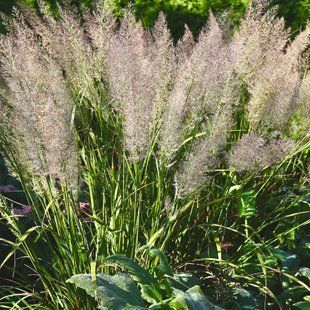 Куничник діамантовий / Calamagrostis brachytricha 0072 фото