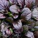 Горлянка повзуча 'Espresso' / Ajuga reptans 'Espresso' 0023 фото 2
