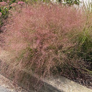 Гусятник видний / Eragrostis spectabilis 0024 фото