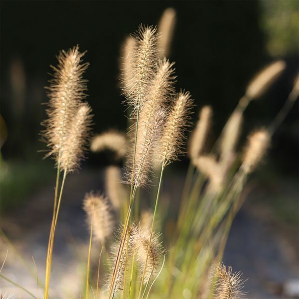 Пенісетум 'Japonicum' / Pennisetum alopecuroides 'Japonicum' 0090 фото