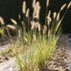 Пенісетум 'Japonicum' / Pennisetum alopecuroides 'Japonicum' 0090 фото 1