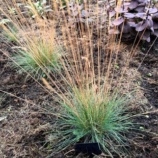 Костриця червона / Festuca rubra 0076 фото