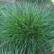 Костриця червона / Festuca rubra 0076 фото 2