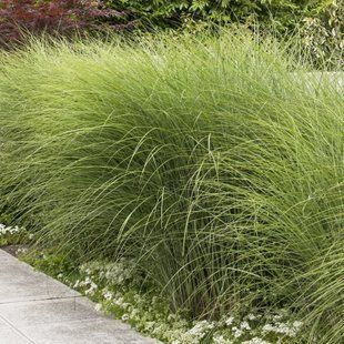 Міскантус 'Gracillimus' / Miscanthus sinensis 'Gracillimus' 0077 фото