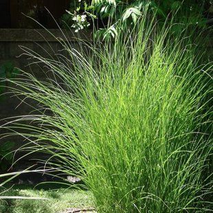 Міскантус 'Gracillimus Nana' / Miscanthus sinensis 'Gracillimus Nana' 0078 фото