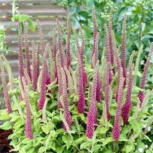 Дібровник гірканський 'Purple Tails' / Teucrium hircanicum 'Purple Tails' 0030 фото