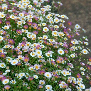 Ерігерон Карвінського 'Profusion' / Erigeron karvinskianus 'Profusion' 0031 фото