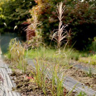 Міскантус 'Flamingo' / Miscanthus sinensis 'Flamingo' 0080 фото